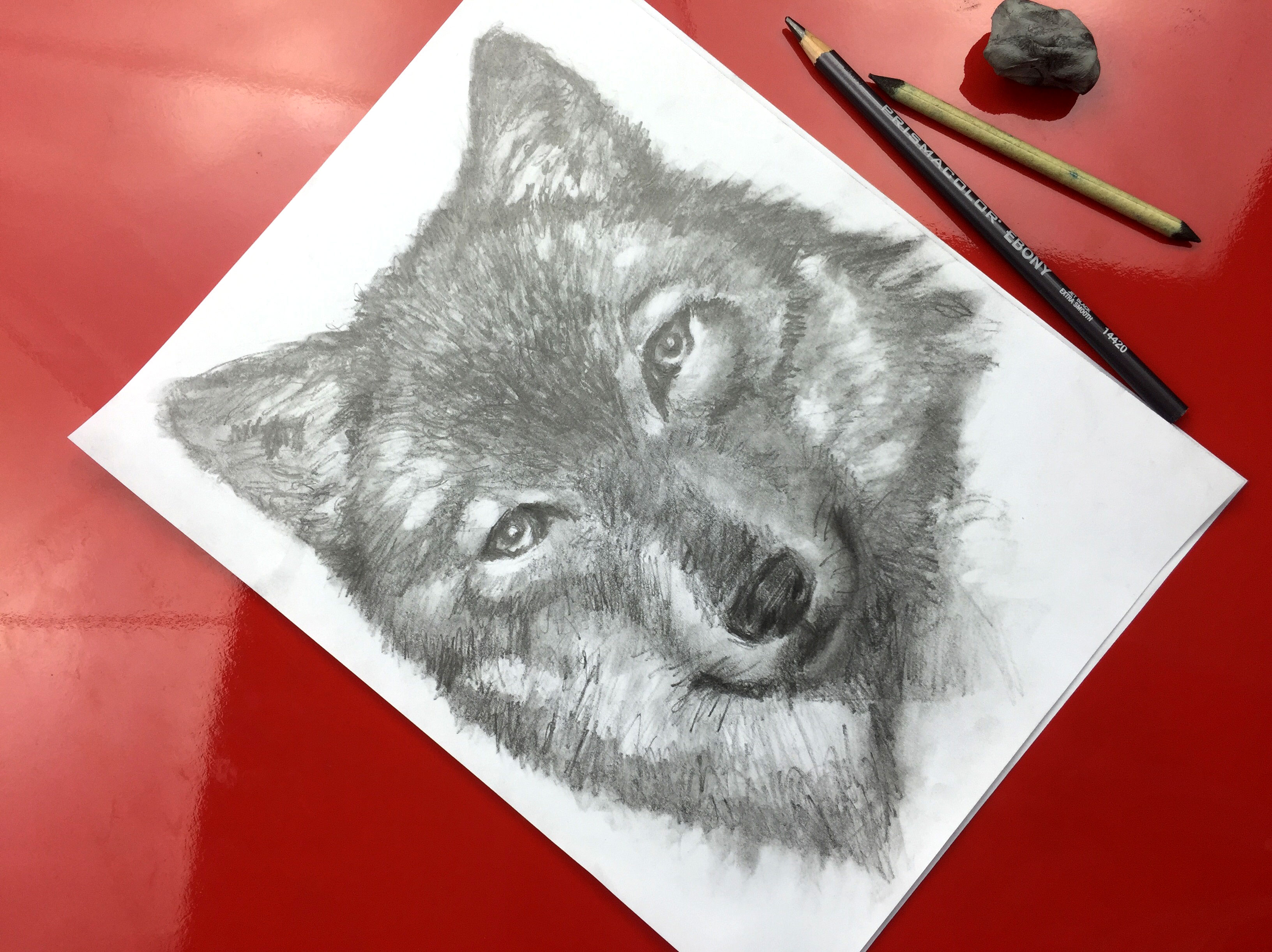 Wolf Speed Drawing - Art For Kids Hub -