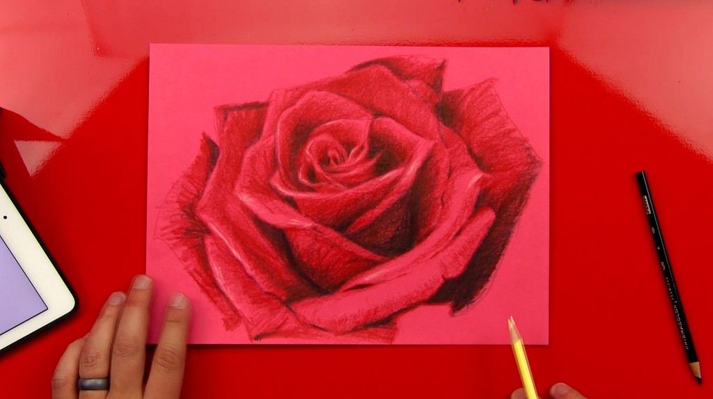 Rose Speed Drawing