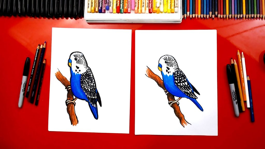 How To Draw A Budgie Parakeet