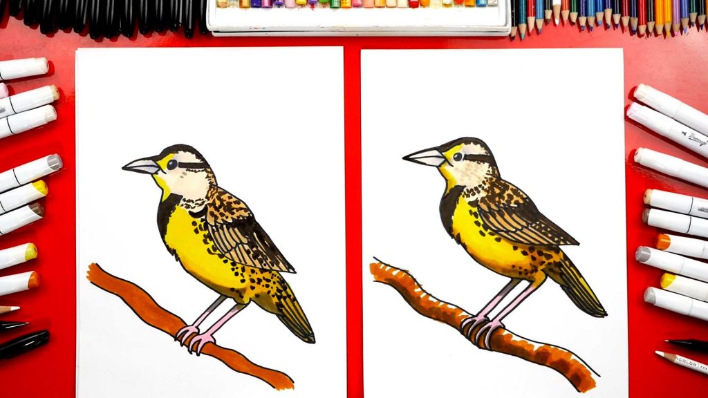 How To Draw A Western Meadowlark – Advanced