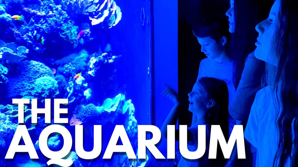 A Family Trip To The Aquarium