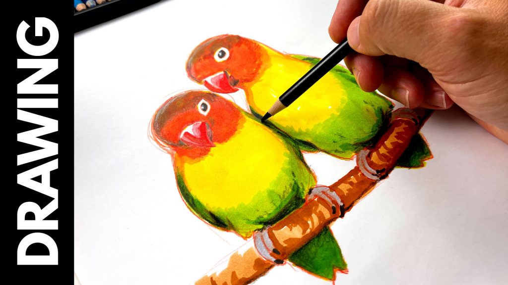 How To Draw Realistic Love Birds – Advanced